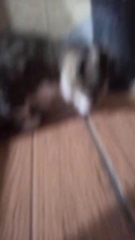 A cat is seen on a wood-look tile floor. The cat is gray and white, and it has its mouth open and tongue showing at one point. The cat's fur is matted. There is a white and beige wall in the background.