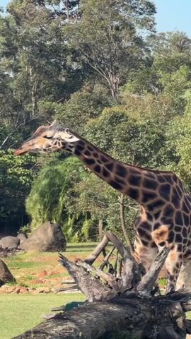 A giraffe stands in a grassy enclosure with trees and rocks in the background. The giraffe's head is turned to the left, and its mouth is slightly open. A large fallen tree trunk lies in the foreground. The sky is clear and blue.