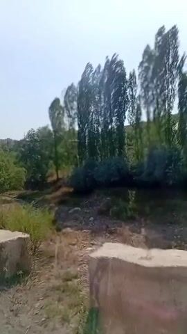 The video shows a view from a moving vehicle, likely a car or bus, traveling along a road. On the left side of the road, there is a ditch or dry creek bed with sparse vegetation and some debris. Beyond the ditch, there are trees, including a line of tall, thin trees leaning to the right, suggesting strong wind. In the background, there are more trees and a distant hillside with some structures that appear to be houses. The sky is clear and bright. On the right side of the road, there are patches of dry grass and dirt. Concrete barriers or blocks are visible along the edge of the road in the foreground on both sides. The overall impression is a rural landscape on a sunny day with wind.