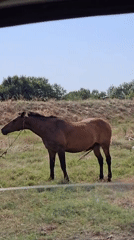 Tethered horse grazing in a sunny field near Yambol, Bulgaria