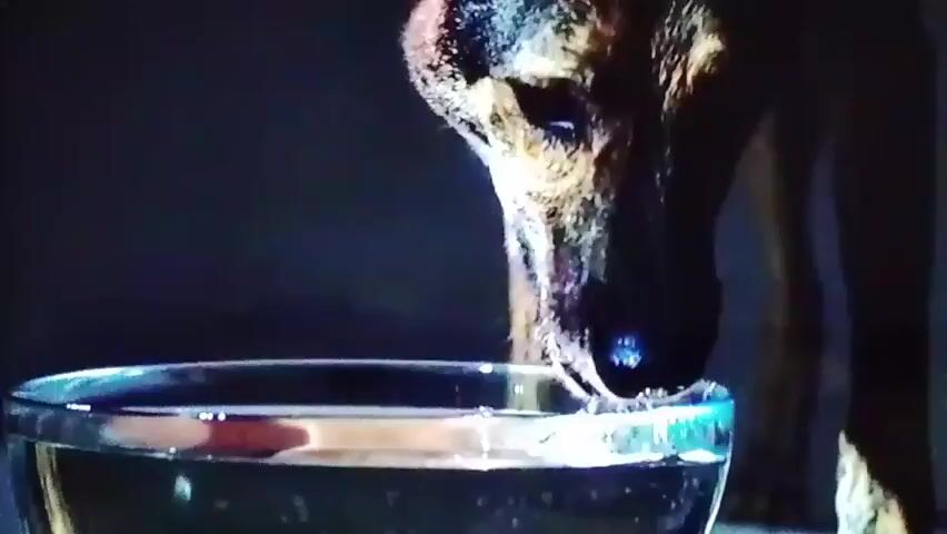 The video shows a close-up of a dog's head as it drinks water from a clear glass bowl. The dog has brindle fur and is wearing a red collar. The lighting is dim, creating a shadowy environment. The dog's tongue is visible as it laps at the water, causing ripples and splashes. The dog's muzzle appears wet.