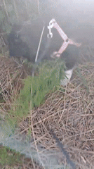 Dog walker explores rural paths in Bulgarian village