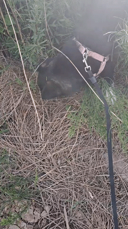 Dog walker explores rural paths in Bulgarian village