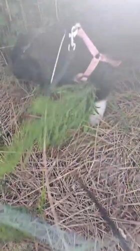 Dog walker explores rural paths in Bulgarian village