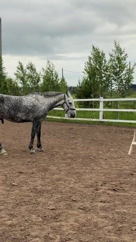 A dapple grey horse, wearing a dark halter, walks a few steps from left to right across a brown dirt surface within an outdoor enclosure. It then stops and stands still. In the background, a white wooden fence runs horizontally, backed by green deciduous trees. The sky is overcast. A tall utility pole is visible on the far left side of the frame.