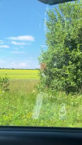 The video shows a view from inside a vehicle, looking out through the side window at a landscape. The dominant elements are a bright blue sky with scattered white clouds, and a vast field of yellow flowers. In the foreground, there is green grass and foliage, including a small pine tree and a larger leafy tree. The window has some smudges or reflections on it. The scene appears to be a rural, open area under a clear, sunny sky.
