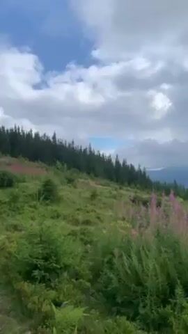 The video shows a scenic view of a mountain landscape on a partially cloudy day. A field of bright pink wildflowers dominates the foreground, set against a backdrop of green grass and small trees. A line of coniferous trees stands along the ridge of the hill, with more distant mountain ranges visible in the background, partially obscured by clouds. The sky is mostly covered by gray clouds, but patches of blue sky are visible as well. The camera slowly pans across the landscape, showcasing the natural beauty of the mountain area.