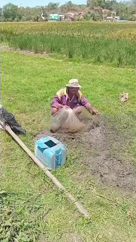 A person wearing a hat, a purple and yellow shirt, and a net is squatting in muddy water. They are holding a net in the water and appear to be fishing or gathering something. There is a blue plastic container with a square opening to their left. A long pole lies on the ground in front of them. To the left of the pole, a dark bird is perched. The background shows a grassy field with tall reeds and some buildings in the distance. The sky is bright and sunny.