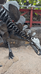 Dinosaur fossils and science exhibits at a Santa Ana museum