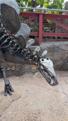 The video shows a close-up, panning view of a dinosaur skeleton exhibit. The skeleton appears to be a Stegosaurus, evidenced by the distinctive plates along its back and tail. The camera focuses on the head, ribcage, legs, and tail section of the dinosaur. The skeleton is displayed outdoors, with a sandy ground covering and some rocks and foliage in the background. A red railing and a portion of a building or canopy are visible in the upper background. There are no people clearly visible in the frame.