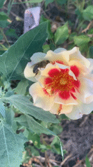 Garden flowers and bees documented during morning observation period