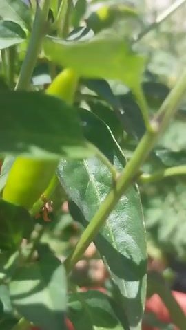 A close-up shot shows a chili pepper plant with several green and red peppers. The plant is in a terracotta pot and is outdoors in what appears to be daylight. The leaves are green and vibrant, and the peppers are small and pointed. One red pepper is clearly visible, along with several green ones in various stages of growth. The camera focuses on the peppers and leaves, with the background slightly blurred.