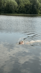 Morning swimmer recorded at Moscow lake