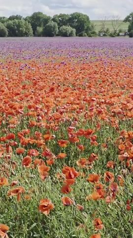 A wide shot of a field of red poppies, with a field of purple flowers behind them. Green trees are in the background under a partly cloudy sky.