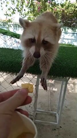 A raccoon, with its characteristic masked face and fluffy tail, is perched on a raised platform covered in artificial grass. A human hand extends into the frame, holding a small piece of food, likely a cracker, towards the raccoon. The raccoon reaches out with its front paws, its claws extended, to take the food. It then pulls the food closer to its mouth and begins to eat. The scene appears to be outdoors, with dappled sunlight filtering through green foliage in the background, suggesting it is daytime. The setting looks like an animal enclosure or a place where animals are fed, possibly a sanctuary or a park in Phước Hải, Vietnam. The raccoon's expression is one of focused attention and perhaps anticipation as it receives the treat.