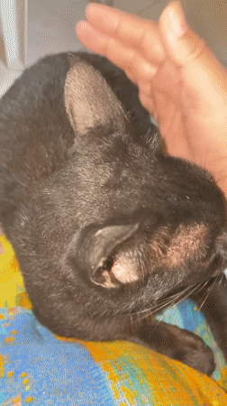 Cats rest peacefully in Davao home amid earthquake aftershocks