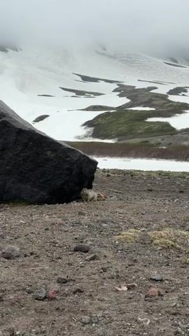In this video, a small, furry animal, likely a ground squirrel, is the central subject. It's positioned on a rocky, gravelly ground, partially sheltered by a large, dark boulder. The animal appears to be eating something, as its head is down and it's actively grooming or feeding. Behind the animal and the boulder, the landscape opens up to a vast, mountainous terrain. Patches of snow are visible on the slopes, interspersed with green vegetation, suggesting a high-altitude or cold-weather environment. The sky is overcast, contributing to a diffused light that suggests it could be morning or late afternoon. The overall setting is remote and natural, consistent with the provided location context of Petropavlovsk-Kamchatskiy, Russia, a region known for its volcanic landscapes and wildlife. There are no people or man-made objects visible, emphasizing the wild and untamed nature of the scene. The animal's focused activity and the vast, snowy backdrop create a sense of peaceful solitude.