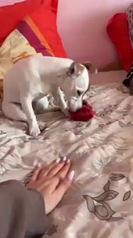 A white and brown Jack Russell Terrier dog is on a bed with a floral patterned beige bedspread. A person's hand is on the bed near a red and blue sock. The dog looks at the sock, leaps at it, then grabs the sock from the person's hand. The dog pulls the sock around the bed. The background includes colorful pillows and a pink wall. The person is wearing a gray sweatshirt. The dog is energetic and playful.