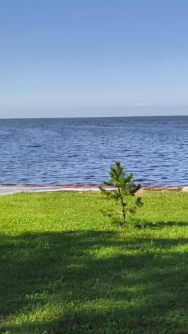 A young pine tree stands in a patch of green grass. Beyond the grass, a body of blue water stretches out to the horizon. The sky above is clear and blue. The sun casts shadows on the grass, indicating it is daytime. There are no people visible.