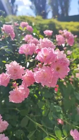 A close-up shot focuses on a cluster of small, delicate pink roses in full bloom. The roses are densely packed on a stem, with multiple layers of petals. The background is blurred, showing green foliage and a hint of a sunlit hill with trees silhouetted against a bright sky. The lighting suggests it is daytime, with sunlight casting a warm glow on the flowers and creating highlights on the petals. The video appears to be a still shot with very subtle movement or focus adjustment.