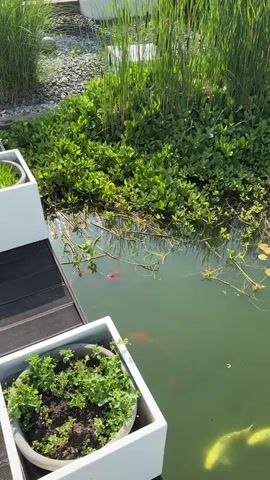 The video shows a close-up, overhead view of a pond with koi fish swimming. The pond is bordered by lush green aquatic plants and tall reeds. A modern, white planter box filled with greenery sits on a dark wooden deck in the foreground. The water is a murky green, and several koi fish are visible, including some bright orange and yellow ones. The sun appears to be shining, casting reflections on the water, suggesting it is daytime and likely good weather. The scene evokes a sense of tranquility and natural beauty. There is no visible text in the video. The location context suggests this is likely a garden pond in Oberleichtersbach, Germany.