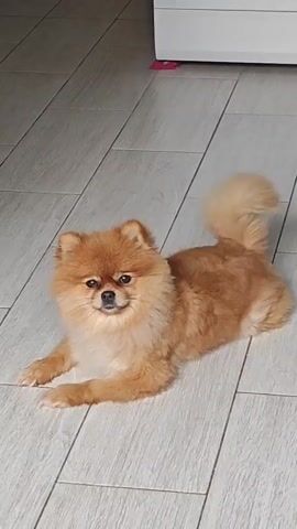 A small, fluffy orange Pomeranian dog is lying on a light-colored tiled floor. The dog is facing the camera with its front paws extended. The background shows a white appliance, possibly a washing machine or dryer, and the floor continues to the top and right of the frame. The lighting is bright and appears to be coming from above and to the right. The dog's tail is curled over its back.