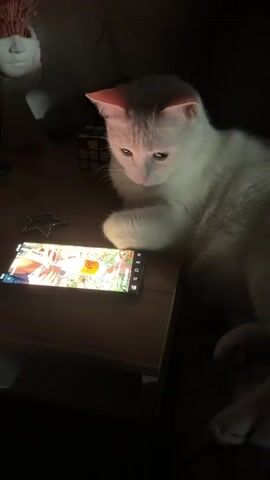 A white cat is lying on a table, intently watching a video on a smartphone. The room is dimly lit, with the smartphone screen providing the primary source of illumination. To the left of the phone is a small, star-shaped object. In the background, partly obscured by shadow, are other items including what appears to be a Rubik's cube and a decorative object resembling a head. The cat meows quietly while watching the screen.