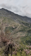Keylong valley town life, blooming hillsides, and mountain vistas