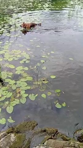 A brown dog swims in a lake filled with lily pads. The dog is in the center of the frame, facing away from the viewer and toward the far bank. The water is calm, with ripples emanating from the dog's movement. The far bank is covered in green reeds and trees. The foreground shows rocks and more lily pads. The video is shot from a high angle, looking down at the dog and the lake.