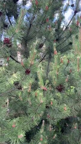 A video shows a close-up of a pine tree with many green needles and a few pinecones. The camera then pans to the right to reveal a garden scene with blooming pink flowers and green bushes. In the background, there are more trees, some buildings, and a cloudy sky. The video appears to be taken outdoors during the day. There are no people or animals visible in the video. The video is short and appears to be a quick sweep of the garden.