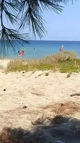 The video shows a beach scene with sand in the foreground and the ocean in the background. Pine needles hang from the top left corner of the frame. In the distance, two people are windsurfing. One windsurfer has a red, yellow, and green sail. The other has a white sail. There are some dunes with dry grass between the sand and the ocean. The sky is blue and clear.