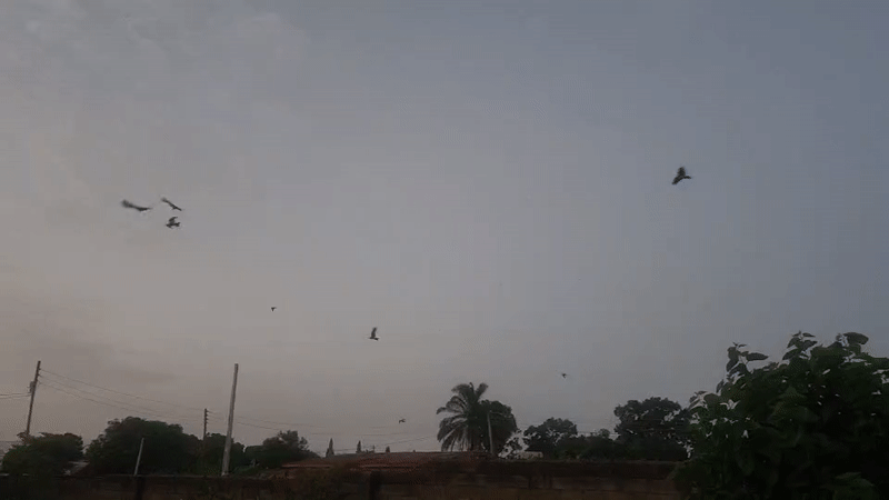 Birds circle communications tower in Bukuru under cloudy skies
