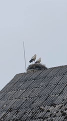 Two storks spotted nesting on corrugated rooftop