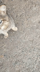 Tabby cat with green eyes spotted on concrete surface