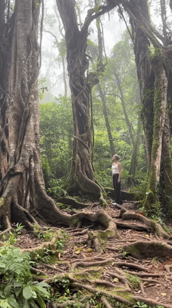 Woman stands on forest trail among tall trees in Baturiti