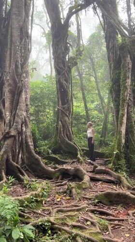 Woman stands on forest trail among tall trees in Baturiti