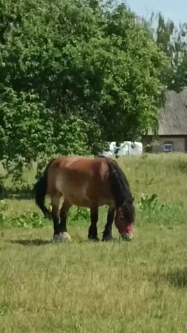 A brown horse with a black mane grazes in a grassy field. The horse is wearing a red halter. In the background, there are trees and a building with a grey roof and a small blue window. The sun is shining, casting shadows on the ground. The scene appears to be a rural setting in Zakrzewo-Kopijki, Poland, on a sunny day. The overall mood is peaceful and serene, with the horse calmly enjoying its meal.