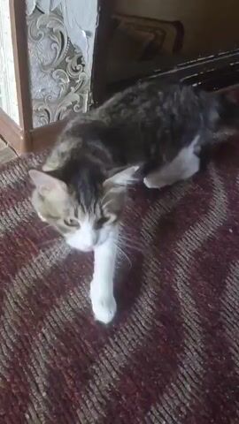 A tabby cat with white paws and chest stands on a patterned rug. It meows and then looks around. The cat walks away and the video ends.