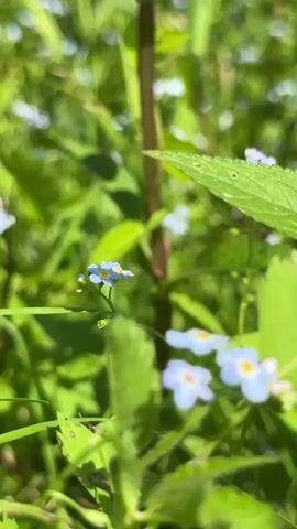 The video is a close-up shot of green plants and small blue flowers. The camera is focused on a plant stem with several leaves and some buds or small flowers. The background is blurred, showing more greenery and more of the small blue flowers, possibly forget-me-nots. The lighting suggests it is daytime, and the overall scene is natural and outdoors, likely a meadow or garden. There are no people or animals visible in the video.