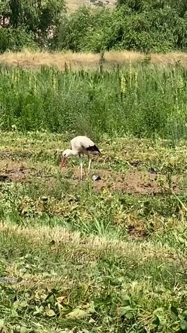 A white stork with black wing feathers and a red beak and legs walks through a field of green grass and brown dirt. The bird is in the center of the frame. Behind the stork is a densely vegetated area with tall green plants and trees. In the background, a hill covered in trees rises. The sky is not visible.