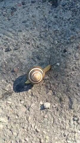 The video shows a snail with a striped shell on a gray, rocky surface. The snail is moving slowly, leaving a trail behind it. The lighting suggests it is daytime, with sunlight casting a shadow to the left of the snail. The ground appears to be asphalt or concrete mixed with small stones.