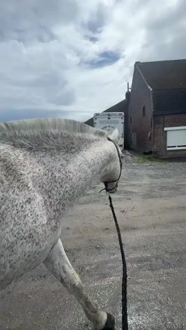 The video shows a speckled gray horse standing in a dirt lot with a person holding its lead rope. A brick building, a horse trailer, and several cars are visible in the background under a cloudy sky. The person is wearing a gray long-sleeved shirt and reaches out to pet the horse’s neck.