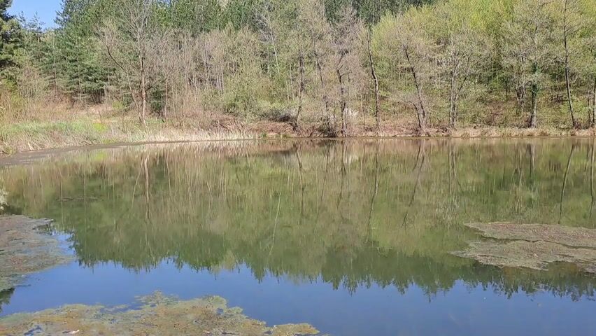The video shows a serene lake surrounded by trees with fresh green foliage. The surface of the water reflects the trees and the sky, creating a mirror-like effect. There is some algae or plant growth floating on the water's surface, adding texture to the reflection. The scene appears calm and peaceful, with no visible movement or activity. The camera focuses on the still water and the surrounding nature.