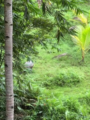 The video shows a gray water buffalo grazing in a lush green field, surrounded by tropical vegetation including palm trees and ferns. The camera pans slightly, revealing more of the dense green landscape. There is no discernible human presence.