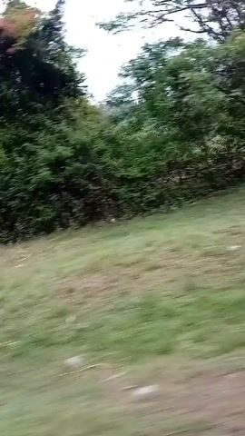 The video, shot from a moving vehicle, depicts a scene of natural landscape interspersed with signs of human habitation. A green grassy field dominates the foreground, while lush vegetation consisting of trees and bushes lines the background, obscuring details. In one fleeting moment, a small building with a green roof is visible amidst the trees. The camera angle is slightly tilted. The sky appears overcast and dull. There are no people visible in the video.