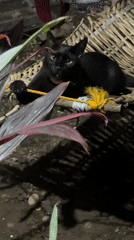 Daily life captured in Davao City: cat, treats observed