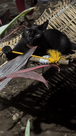 Daily life captured in Davao City: cat, treats observed