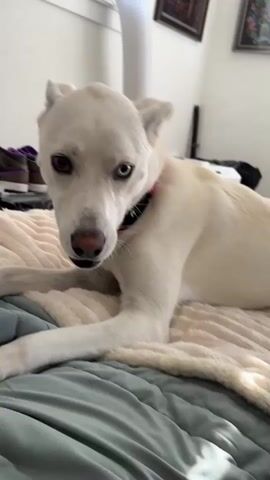 A white dog with heterochromia, one blue eye and one brown eye, is lying on a bed with a person's hand reaching towards it. The dog is looking at the hand and appears to be playfully nipping at it. The dog is wearing a red and black collar. The background shows a room with a window, a white vent, and framed pictures on the wall. There are also shoes visible in the background. The dog's ears are perked up and its mouth is open.