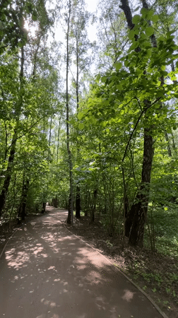 Morning forest walk documented in Vnukovo, Russia