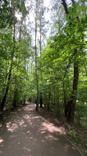 Morning forest walk documented in Vnukovo, Russia